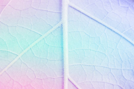 vivid color leaf texture in soft style for background