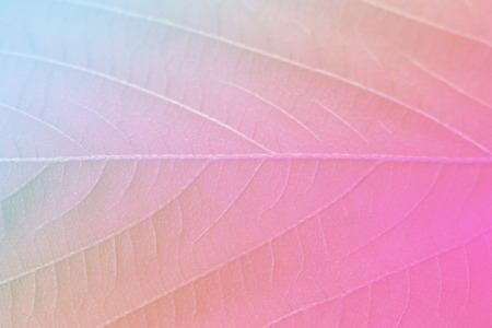 vivid color leaf texture in soft style for backgroundの写真素材