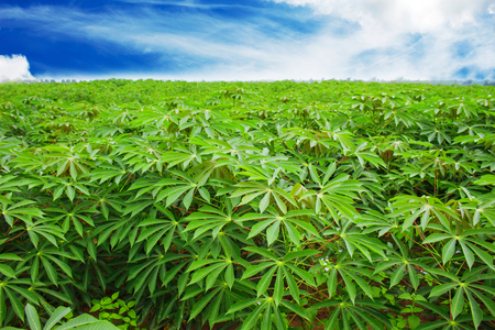 Cassava plantation Northeast of Thailandの写真素材