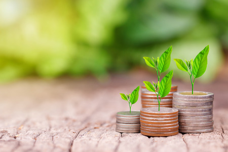 Tree growing on coins stack with sun ray for saving money concept
