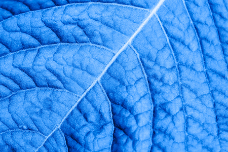 Abstract blue leaf macro for background