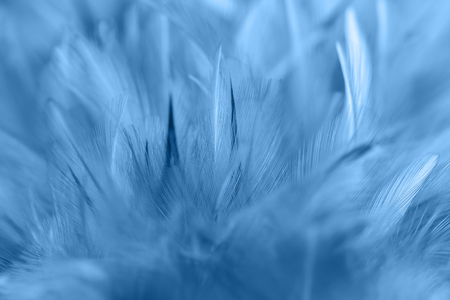 Blue chicken feathers in soft and blur style for background