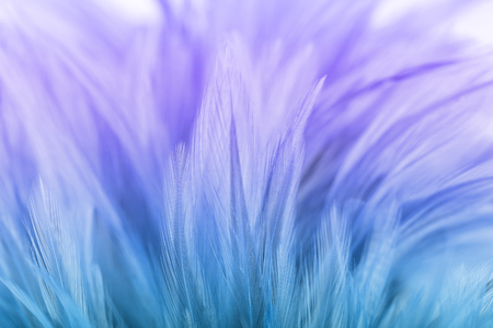 Pastel colored of chicken feathers in soft and blur style for the backgroundの写真素材
