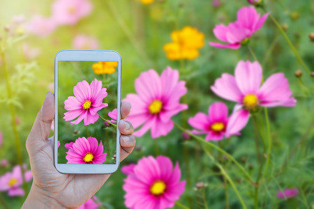 Hand using phone taking photo beauty cosmos field