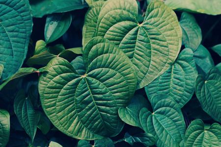 Close up of green leaves background for nature concept