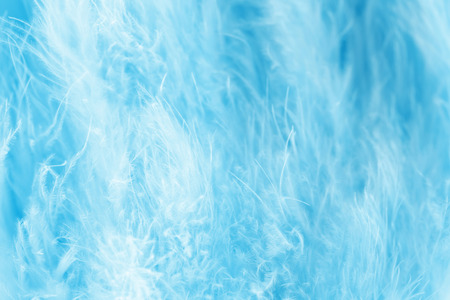 Macro shot of blue bird fluffy feathers in soft and blur style