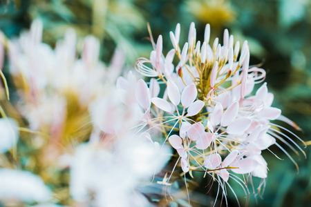 Beautiful Cleome spinosa or Spider flower in the garden, Nature backgroundの写真素材