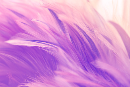 Purple chicken feathers in soft and blur style for backgroundの写真素材