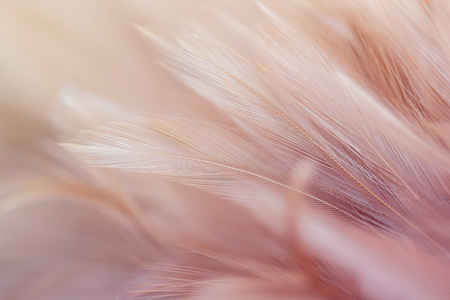 Chicken feathers in soft and blur style for background and art designの写真素材