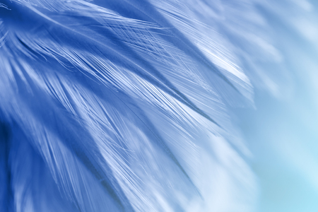 Blue chicken feathers in soft and blur style for backgroundの写真素材