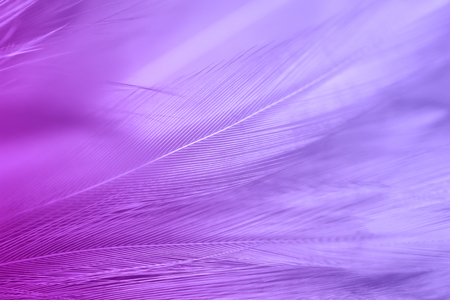 Purple chicken feathers in soft and blur style for backgroundの写真素材