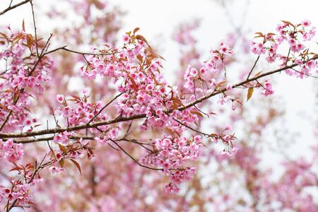 Wild Himalayan Cherry Blossoms in spring season (Prunus cerasoides), Sakura in Thailand, selective focus, Phu Lom Lo, Loei, Thailand.の写真素材