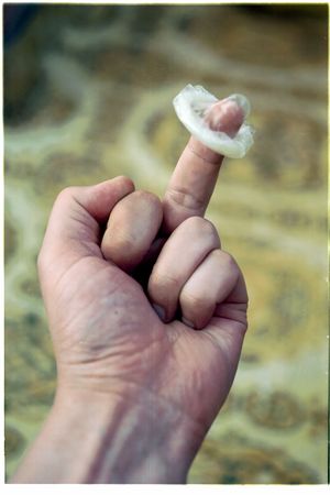 The birdの写真素材