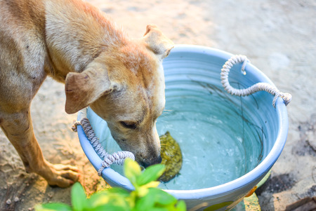 old brown stray dog drink water in blue bowlの写真素材