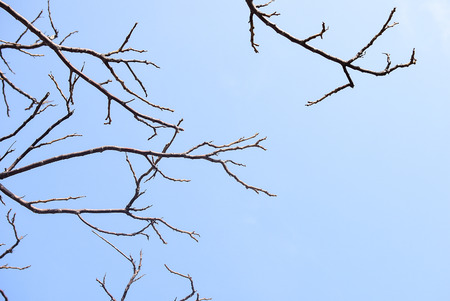 dry tree branches on sky backgroundの写真素材