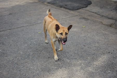 brown dog walking on the concrete floorの写真素材