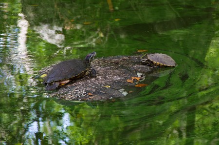 turtle in gardenの写真素材