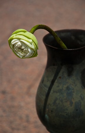 lotus in vaseの写真素材