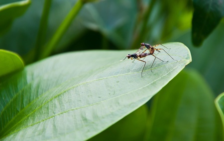 insect breedの写真素材
