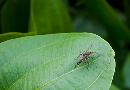 insect breedの写真素材