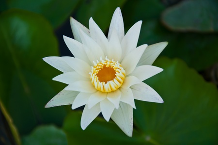 lotusの写真素材