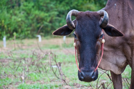 thai cowの写真素材