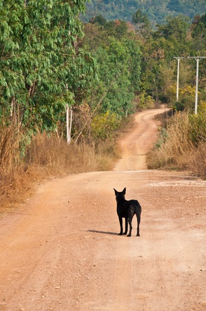 country roadの写真素材