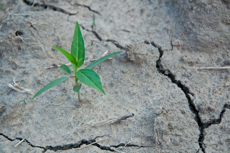 hope the drought.の写真素材