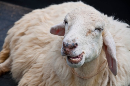 sheep smileの写真素材
