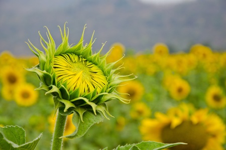 sunflower bloomingの写真素材