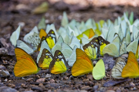 butterfly along mountain creekの写真素材