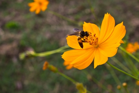 big bee on flowerの写真素材