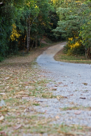 road to the forestの写真素材