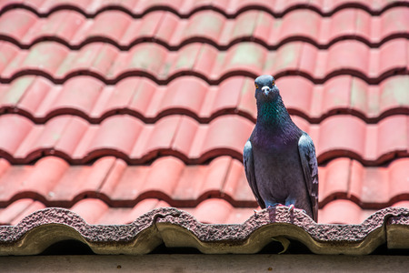 Pigeon on the roof