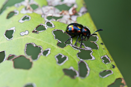  ladybug insectの写真素材