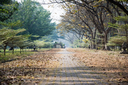  pathway in gardenの写真素材