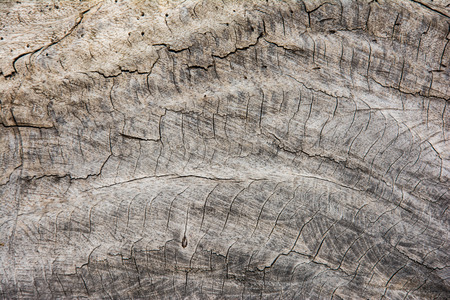 Wood texture of cut tree trunk, close-upの写真素材