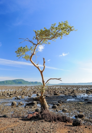 small mangroveの写真素材