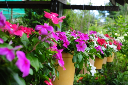 vinca basketの写真素材