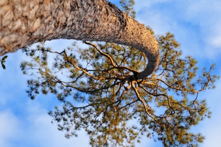 pine topの写真素材