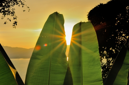 banana leafの写真素材
