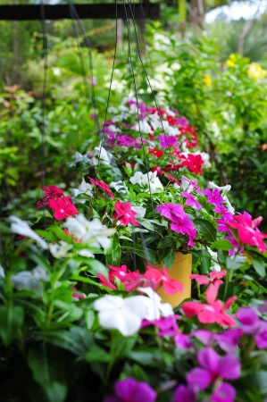 vinca basketの写真素材