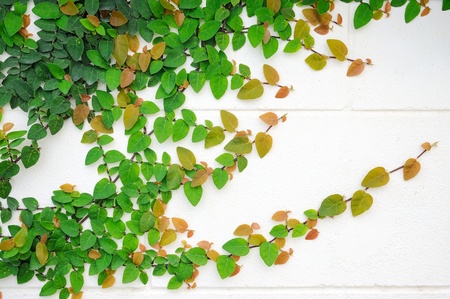 Ficus pumila on wallの写真素材