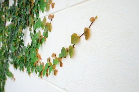 Ficus pumila on wallの写真素材