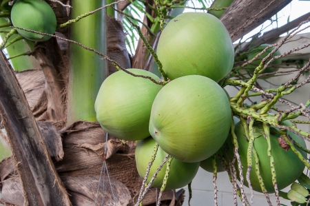 baby coconutの写真素材