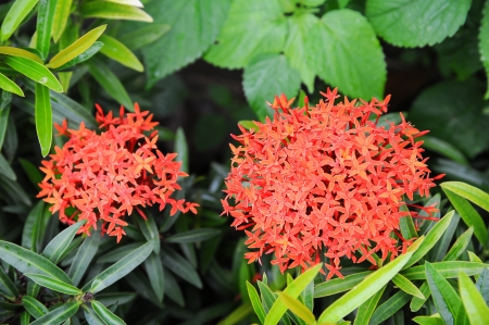Red Ixora coccineaの写真素材