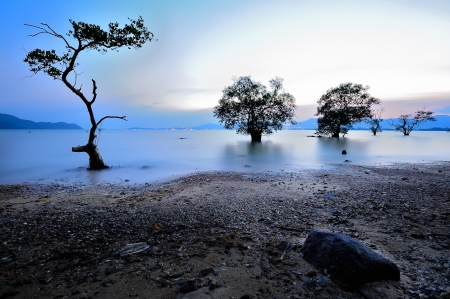 long exposure of mangrove in twilight, phuket beach Thailandの写真素材