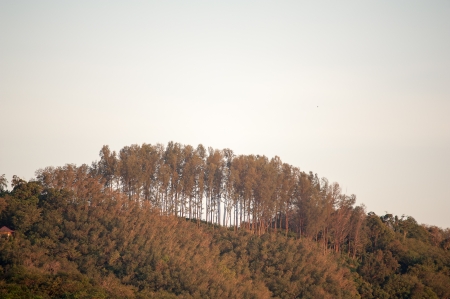 tropical pine trees on top of hill in evening, phuket Thailandの写真素材