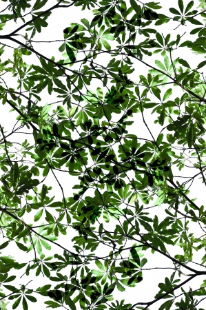 Alstonia scholaris leaf isolated on whiteの写真素材