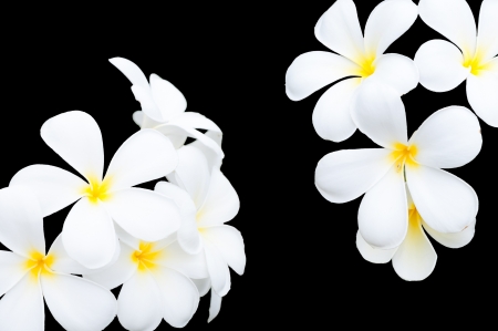 white and yellow frangipani flowers on black backgroundの写真素材